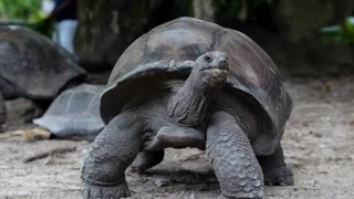 ده تا از مسن ترین حیوانات جهان ؛ حیواناتی با عمری طولانی که هنوز در بین ماهستند؛