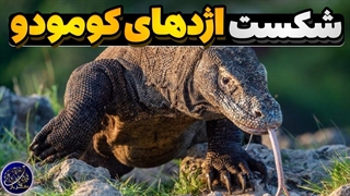 حیواناتی که میتوانند اژدهای کومودو را شکست بدهند!