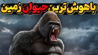 گوریل، حیوانی با ویژگی های خاص که باید بشناسیم.