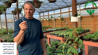 گیره نگهدارنده بوته گوجه‌فرنگی - شید صنعت