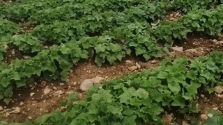 رضایت مشتریان برای استفاده از کود مخصوص خیار شوک