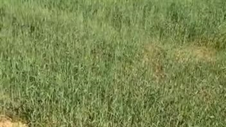 رضایت مشتری برای استفاده از کود 10x شوک در مزرعه گندم و جو