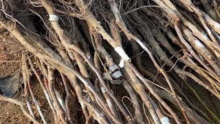 نهال گردو پیوندی