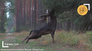 گوزن سیاه بسیار کمیاب در جنگل مشاهده شد