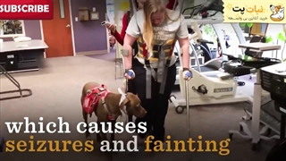 سگ پرستار | نبات پت