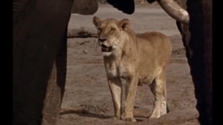 فیل ها Reflections On Elephants 1994