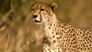 یوزپلنگ سریعترین دونده جهان و 5 حقیقت درباره اون که نمیدونید  | Cheetah