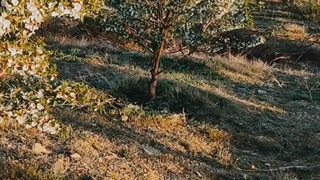 خرید نهال بادام