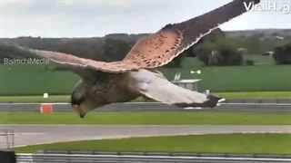 تمرکز شاهین