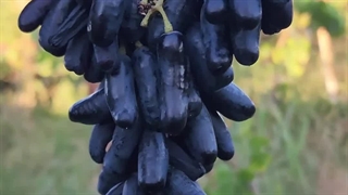 تجربه مصرف هیومیک اسید 70 درصد در باغ انگور#باغ_انگور#هیومیک_اسید #تجربه_مصرف_هیومیک_اسید