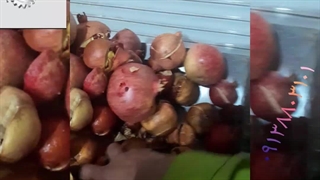 دانه کن صنعتی انار ۰۹۱۳۸۸۰۳۱۰۱