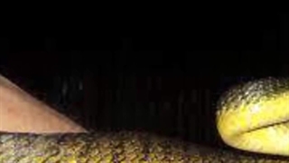 Top Fauna spotter catcher