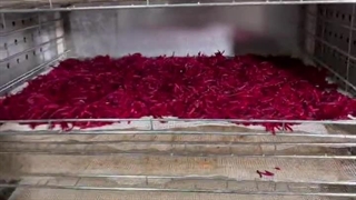 لبو و شلغم خشک‌شده: سالم، مقوی و خوشمزه 09138900047