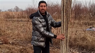 نهال صنوبر نگرا ، نهالستان تک فیدان