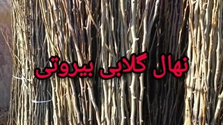 نهال گلابی بیروتی پیوندی
