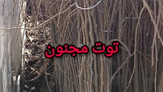 توت مجنون توت چتری