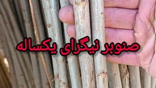 صنوبر نیگرا سایزهای یکساله