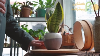 ویدیو آموزش نحوه نگهداری گیاه سانسوریا ( شرایط محیطی مورد نیاز )