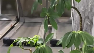 باشگاه بدنسازی بانوان صحرا مشهد