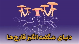 دنیای شگفتانگیز قارچها