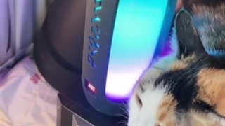 میم دست ساز از مایکییییی(کامنتارو نیگا)