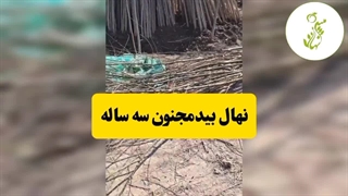 نهال بید مجنون سه ساله