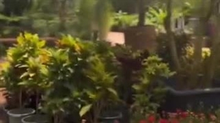 ویدیو جنگل استوایی کرج (باغ رویایی)
