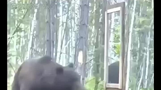 واکنش عجیب حیوانات به آینه