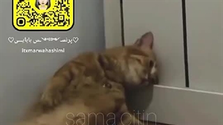 خدایییی خستمههههه ترو خدا یکی بیاد منو ترور کنه تا درس نتونم بخونمممممم