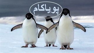 زندگی باشکوه پنگوئن‌ها | بقا و مبارزه برای آینده