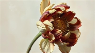 GOLE MORDE _ Mehrshad RAPY