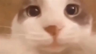 گربه رمانتیک⁦(⁠ ⁠˘⁠ ⁠³⁠˘⁠)⁠♥⁩