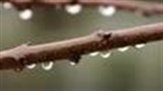 روغن ولک چیست