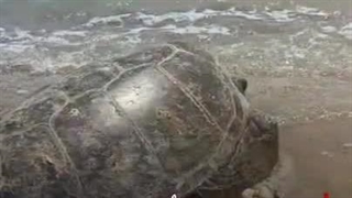 لاک‌پشت زیتونی (Olive Ridley) به عنوان یکی از گونه‌های ارزشمند و در معرض خطر انقراض