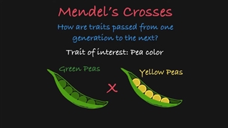 Mandel p generation