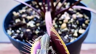 گل حشره خوار واقعا عجیب که مارمولک را میخوره