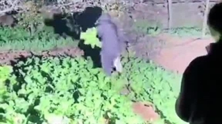 چراغ قوه اضطراری چندکاره