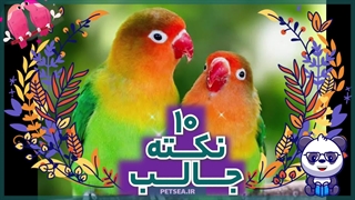 همه چیز درباره طوطی برزیلی؛ همراهی رنگارنگ و دوستداشتنی