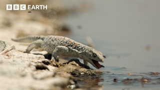 400 مگس برای یک جرعه آب: مارمولک فابیان در مقابل صحرای آتاکاما