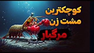 چرا این جانور خطرناکترین مشت طبیعت را دارد؟ | مستند میگو بوکسور