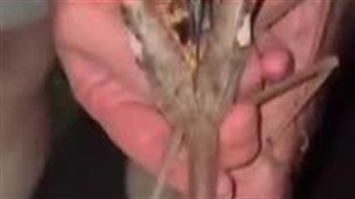 بزرگ ترین حشره چوبی یافت شده در استرالیا - بی بی سی فارسی .