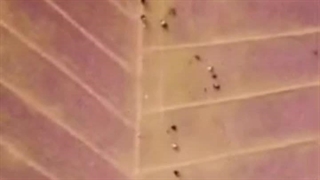 خروج‌ سرمایه خصوصا پس از جنگ و با تصویب قوانینی اینچنینی هیچ معنی دیگری جز تورم بالا نخواهد داشت