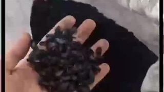 تولید زغال حبه‌ای 09120641146