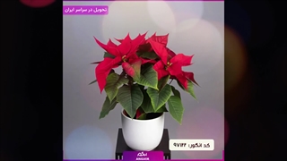 سفارش بنت قنسول لوکس