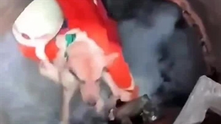 آتش نشان چینی سگی را از چاه نجات میده ۲۰۲۵