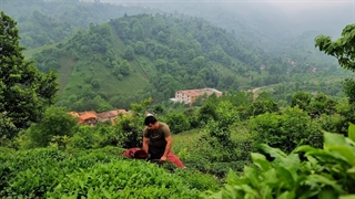 برداشت چای گیلان املش | Tea harvest