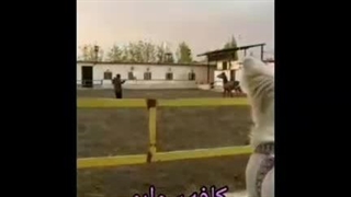 باشگاه سوارکاری ساواش در شهریار