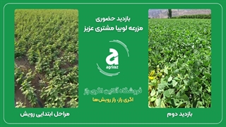 بازدید دوم مزرعه لوبیا