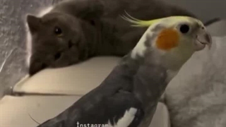 حیوون خونگیم بعد دیدن وضعیت زندگیم: