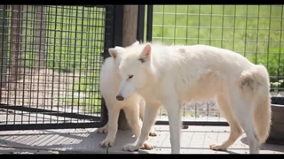 اولین گرگ وحشت ماده پس از ۱۲,۰۰۰ سال به زمین بازگشت و کنار برادرانش قرار گرفت